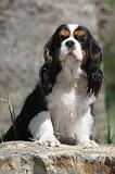 CAVALIER KING CHARLES 160
